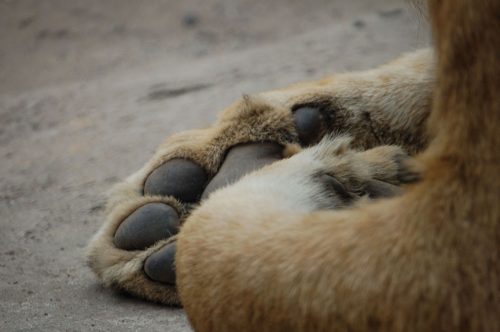 Zoo-01
